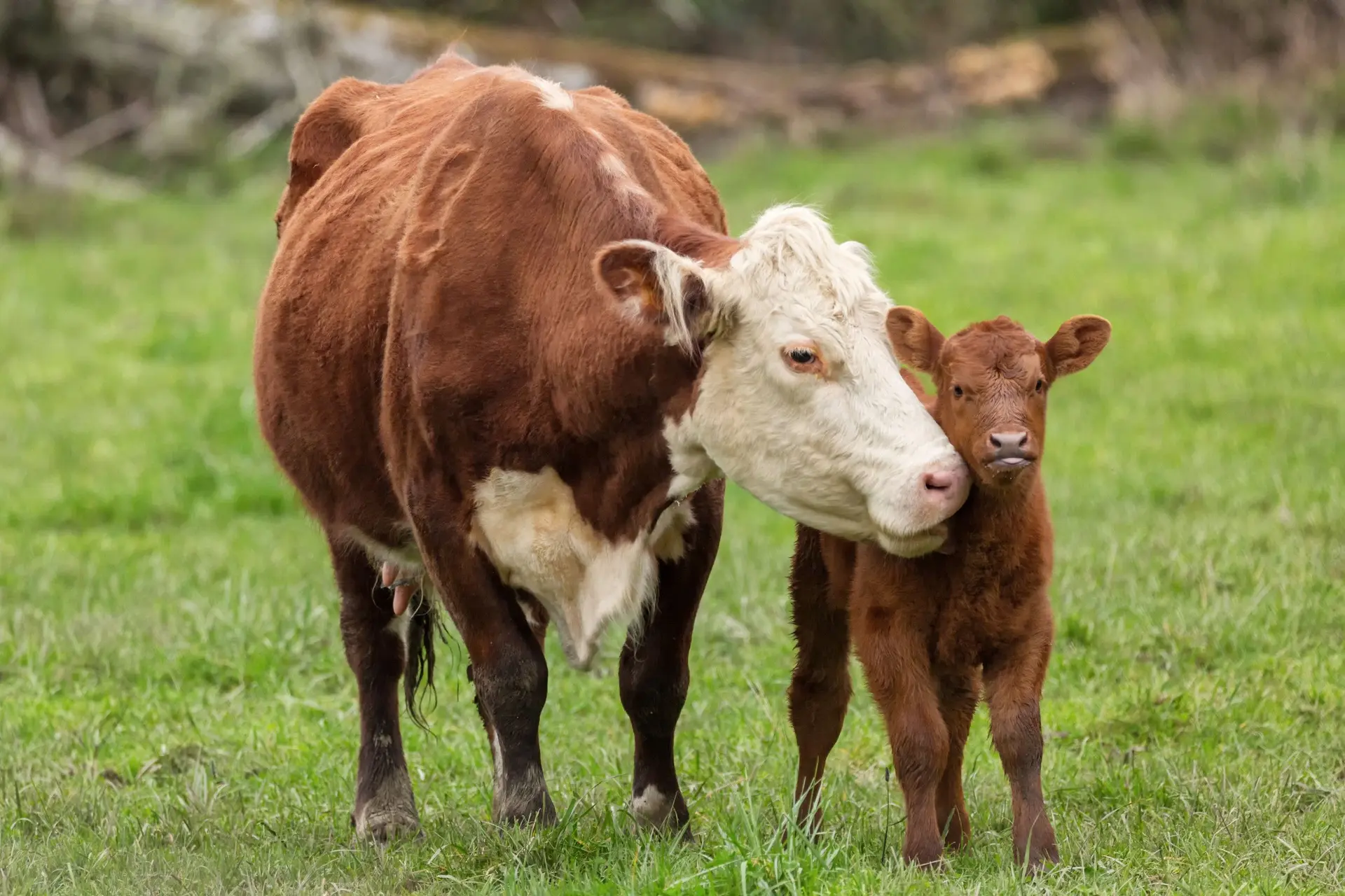 Doorbraak: IVF-kalf Hilda helpt boeren bij klimaatdoelen