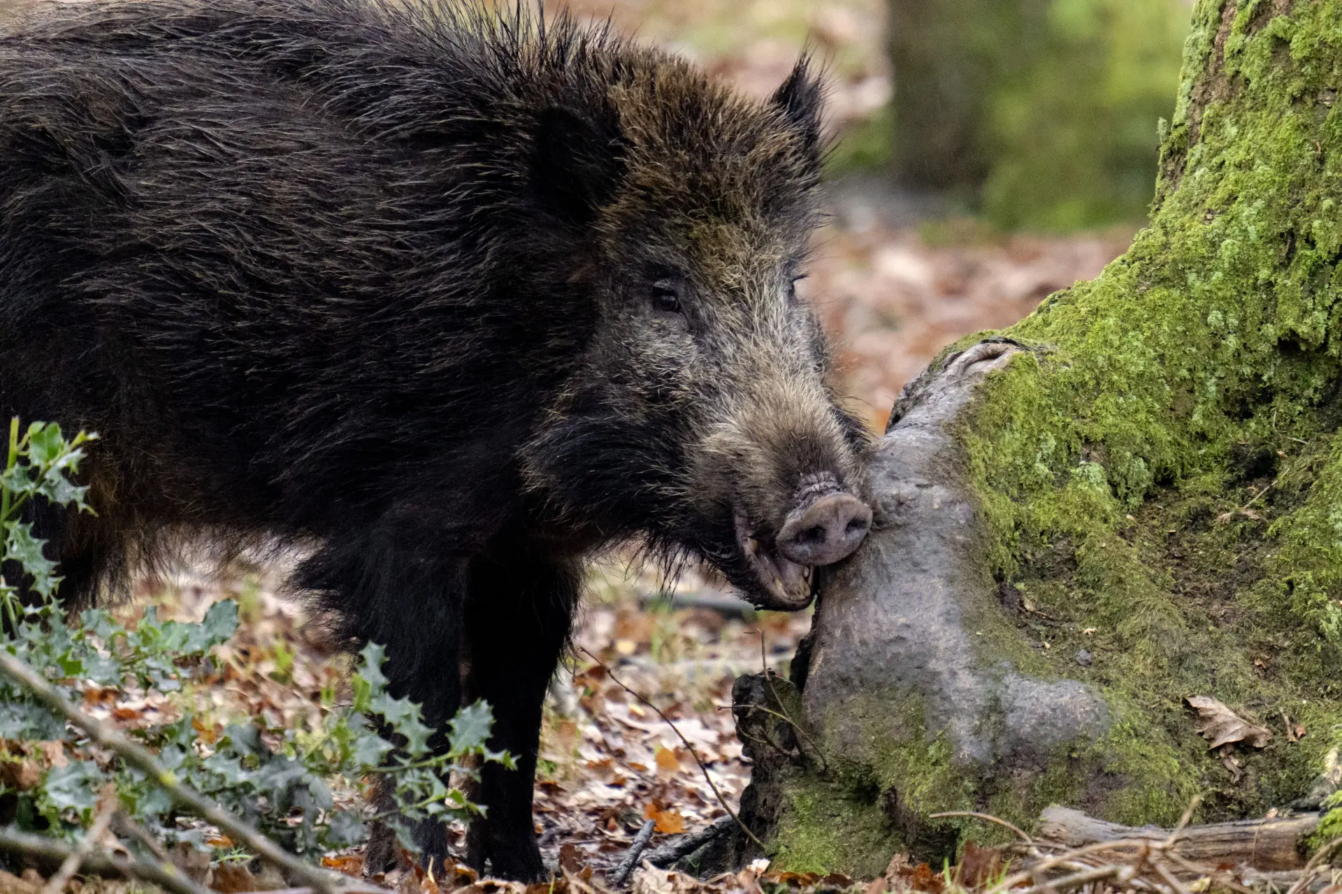 Oog in oog met een bronstig wild zwijn? Dit is wat je moet doen