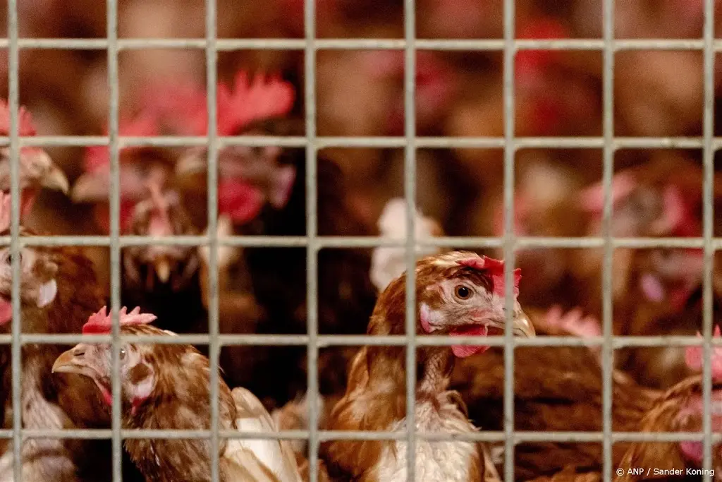 Vogelgriep over Duitse grens, beperking voor één Drents bedrijf 