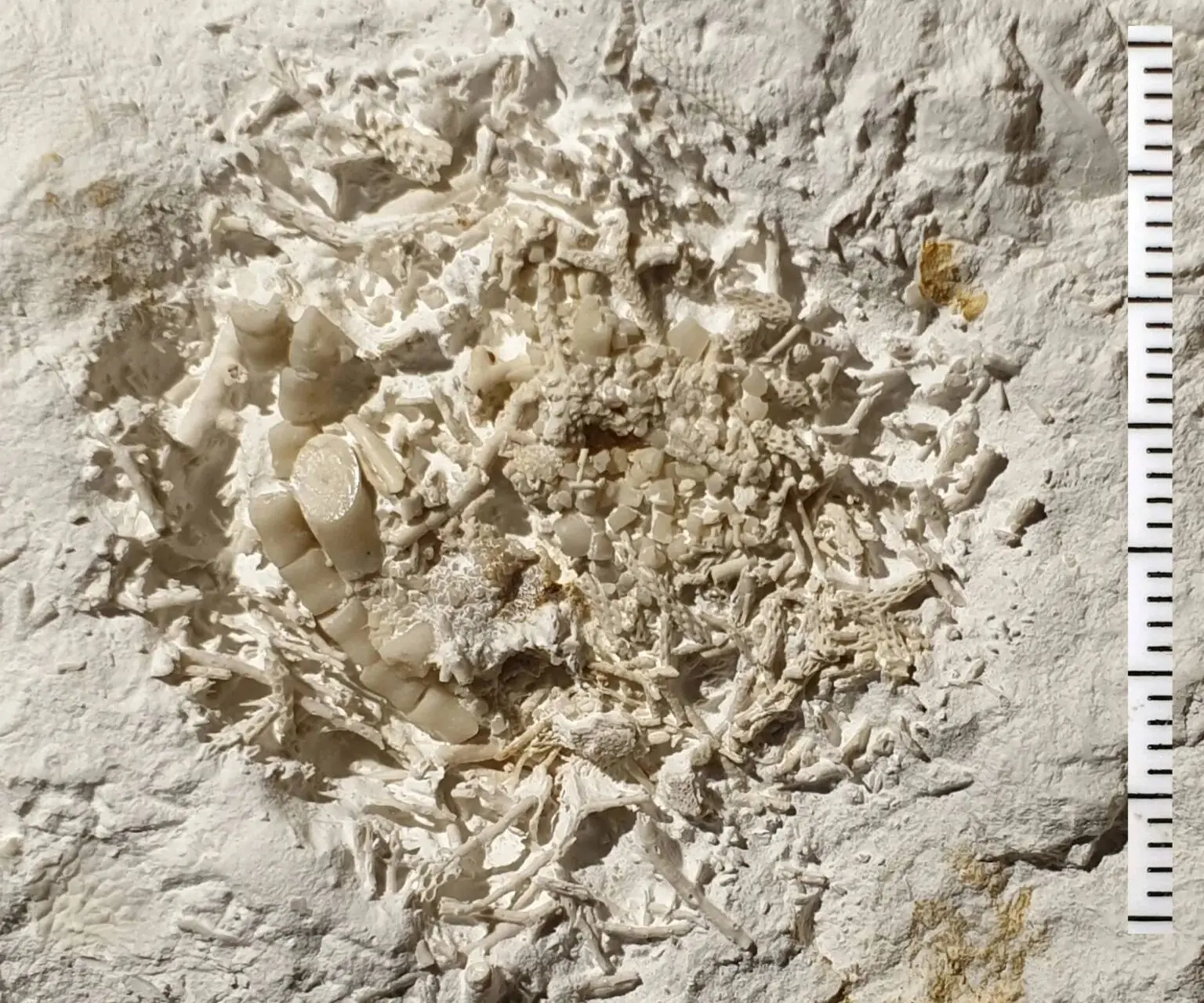 dk 1295 fossilt braek med soeliljer sten lennart jakobsen 1536x1338jpgjpg