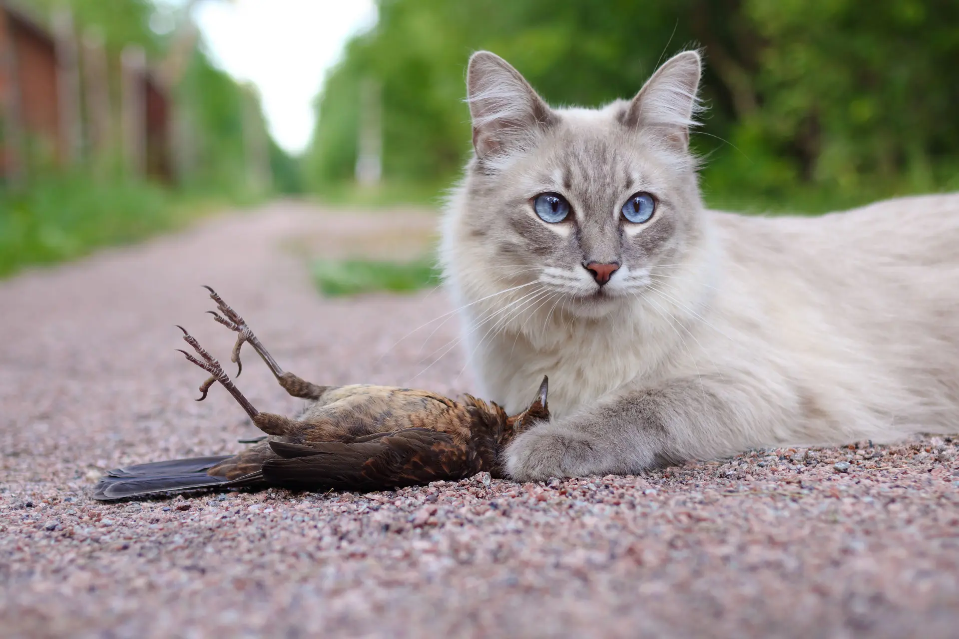 Het gif uit het vlooienbandje van je kat doodt vogels