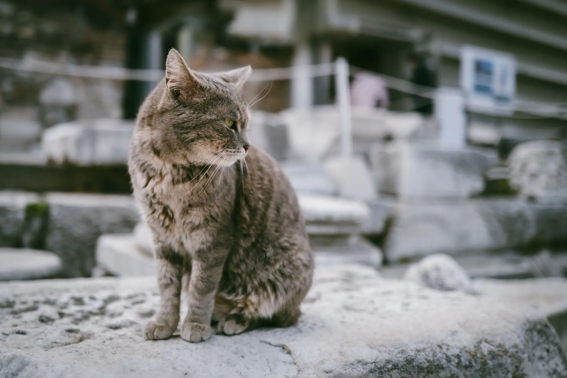 Katten en mensen kunnen elkaar besmetten met vogelgriep. De katten gaan dan dood