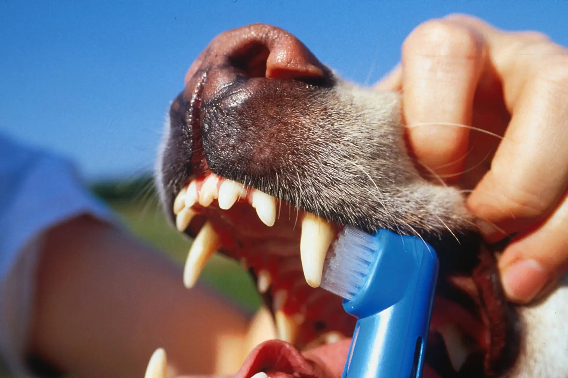 Is het echt nodig om de tanden van je hond te poetsen?