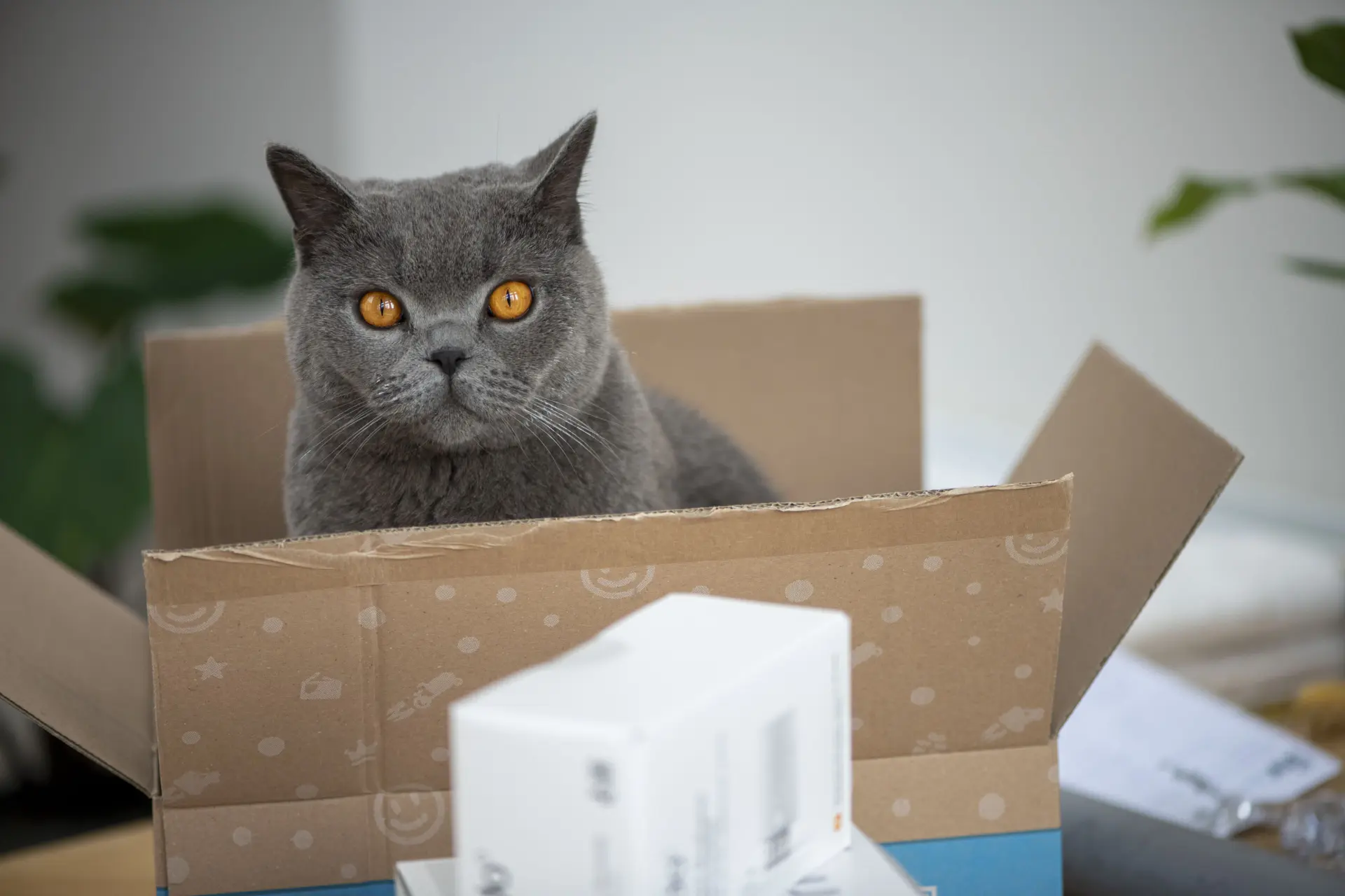 Dit is waarom katten zo dol zijn op kartonnen dozen