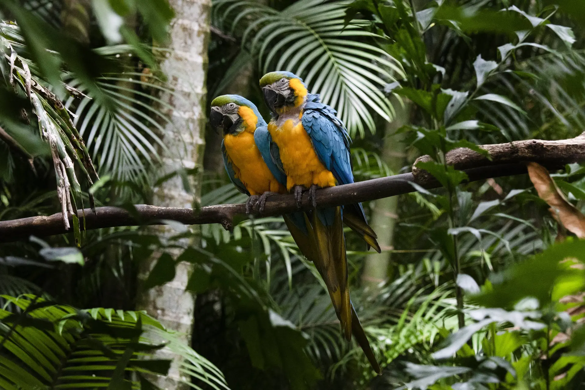 Deze landen hebben de grootste biodiversiteit op aarde