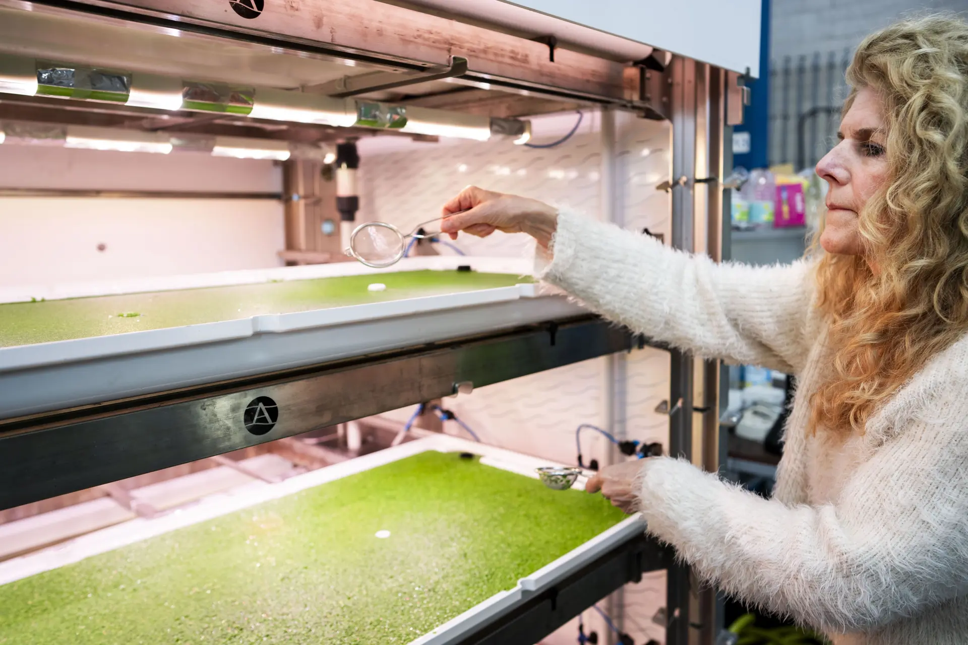 Deze superfood ligt binnenkort op je bord: groen, gezond en goed voor de planeet