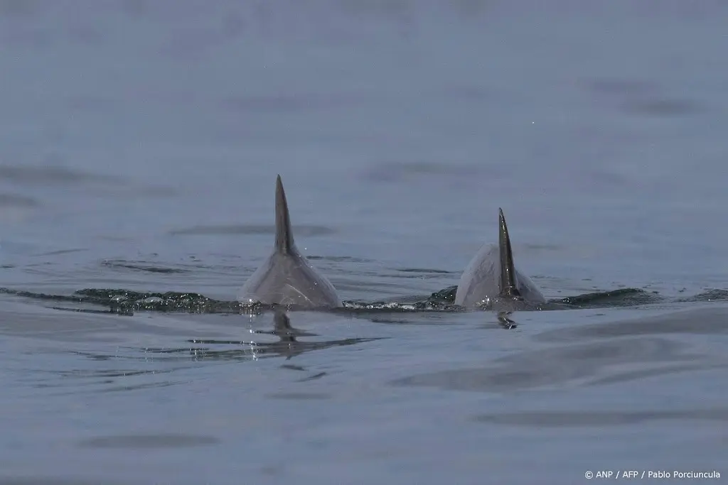Groep dolfijnen gezien voor de kust van Wassenaar