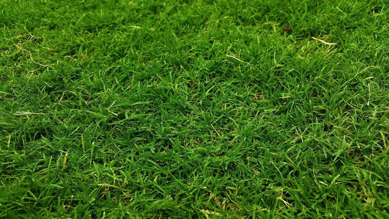 Waarom gras in de tuin een slimme keuze is