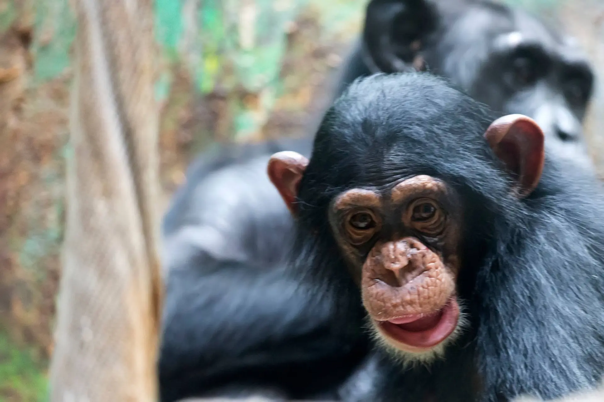 Deze dieren gedragen zich bijna als ingenieurs bij het maken van gereedschap