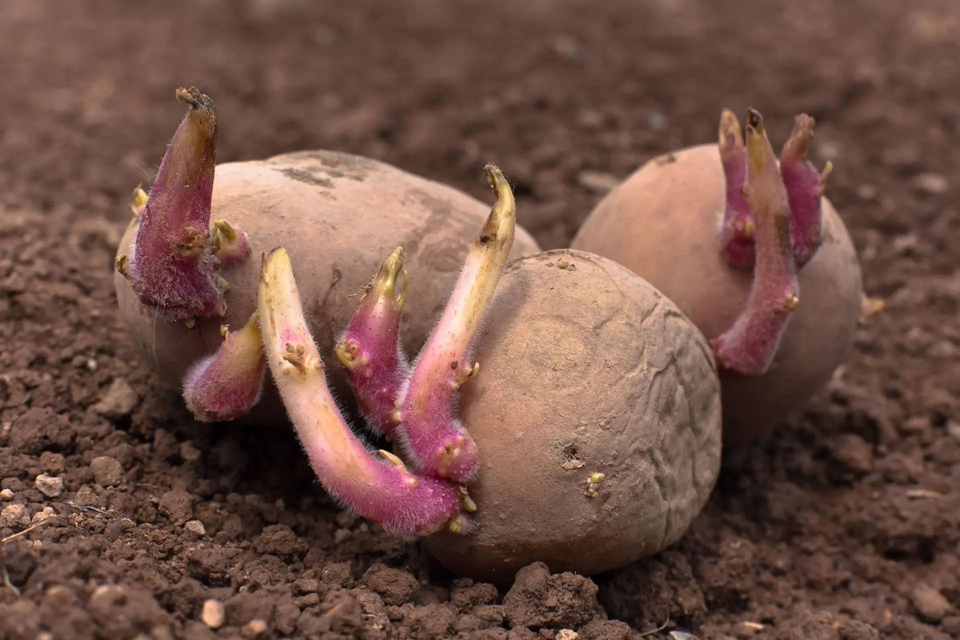 Zijn gekiemde aardappelen giftig?