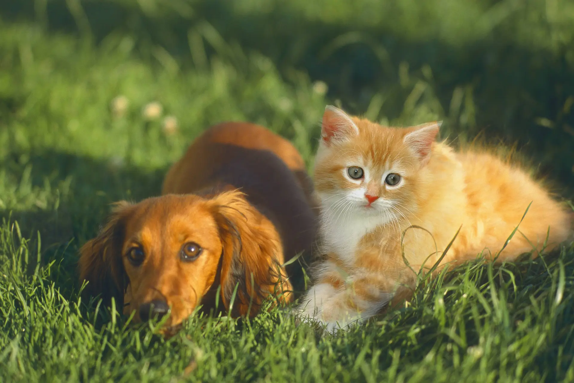 Zijn katten echt zulke einzelgängers of hebben ze eigenlijk best wel vriendjes?