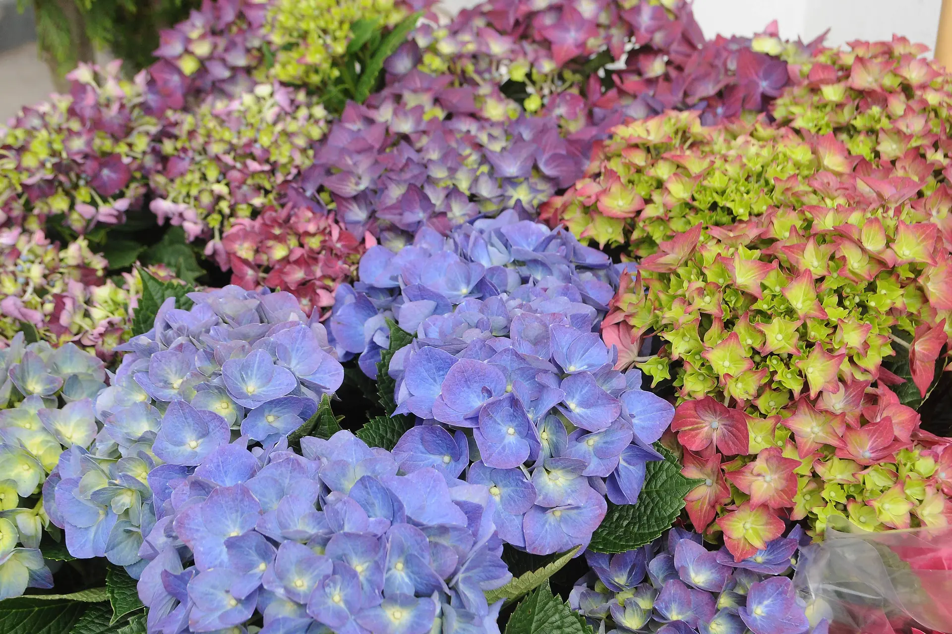 Hoe krijg je de mooiste hortensia's? Met deze truc kun je de kleur naar wens veranderen