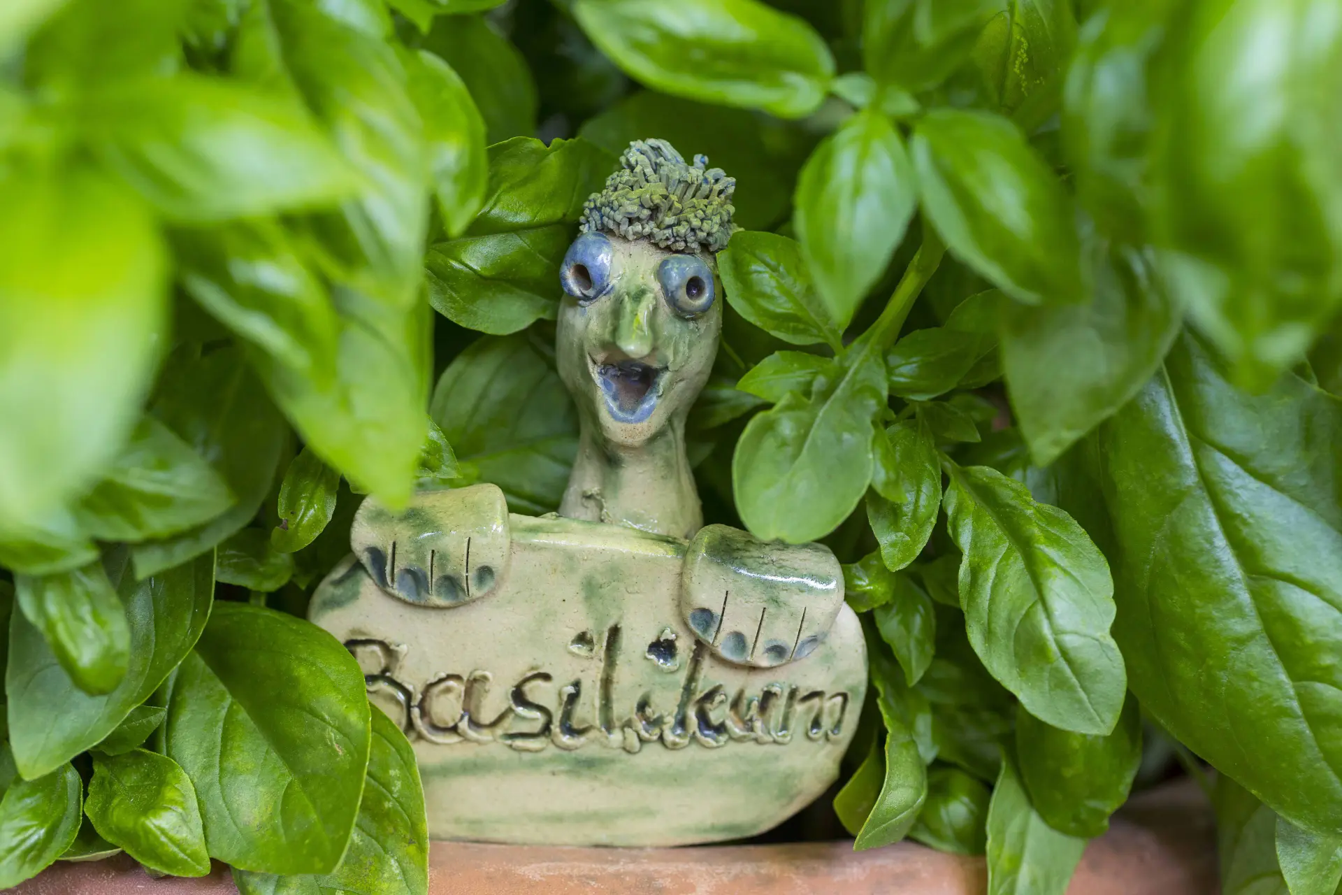 Zo moet je de blaadjes van je basilicumplant plukken. Dan gaat hij langer mee