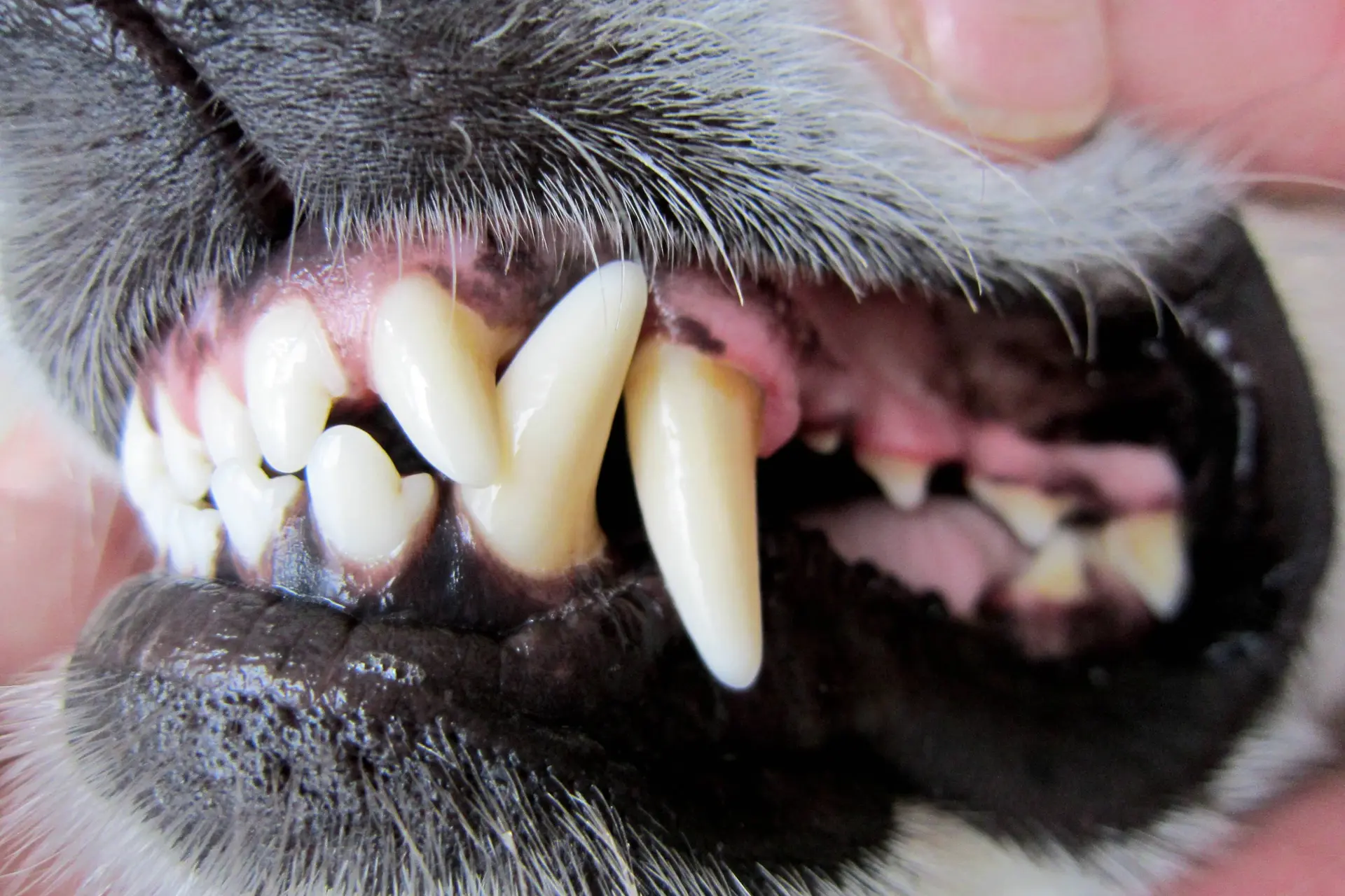 Man steekt zijn hond dood toen deze hem beet en niet meer losliet