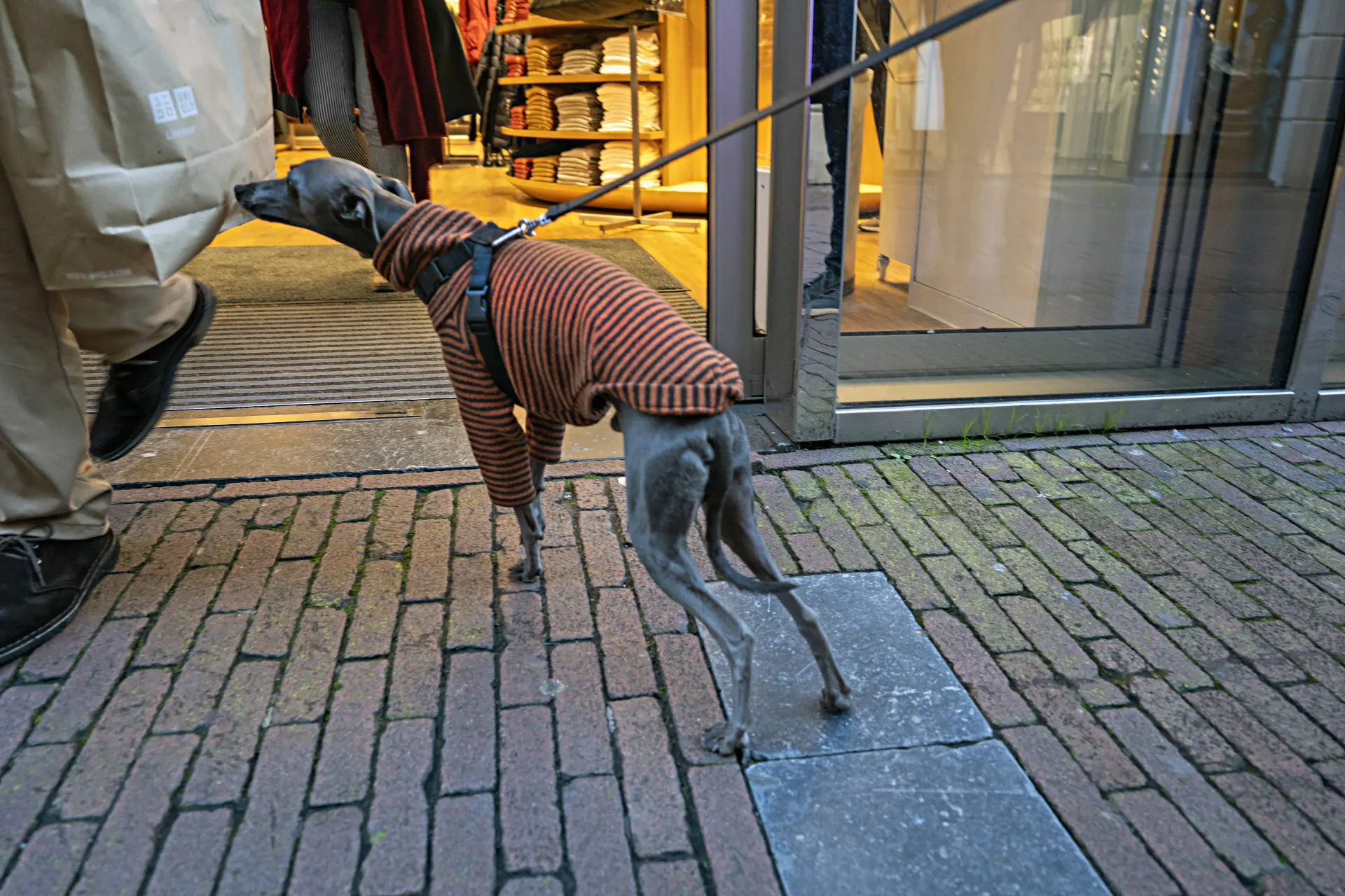 Kunnen honden het ruiken als je gestrest bent?