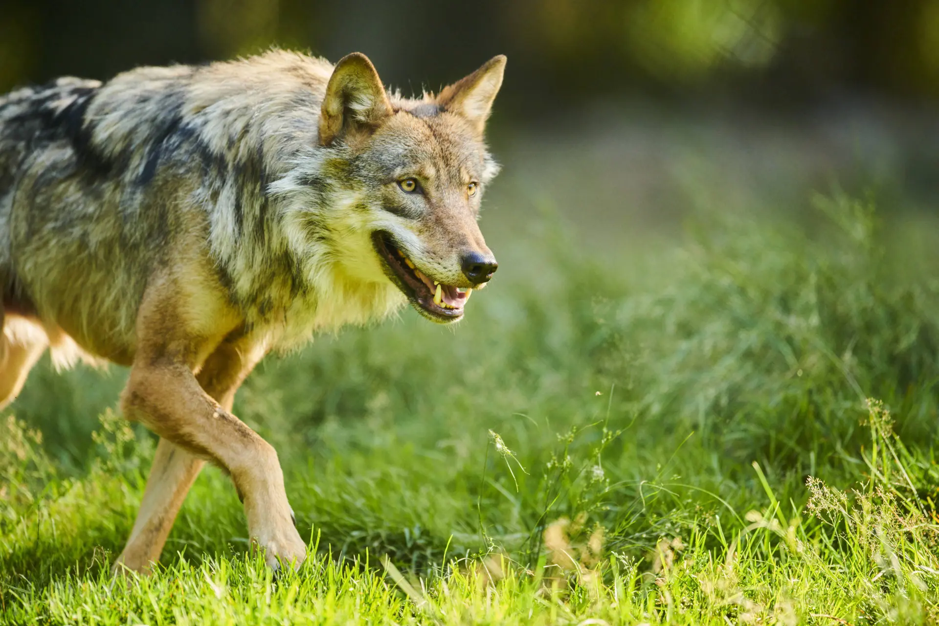 Hardloopster 'zeker weten' aangevallen door wolf: "Wanneer gaan we stoppen met dit zieke experiment"