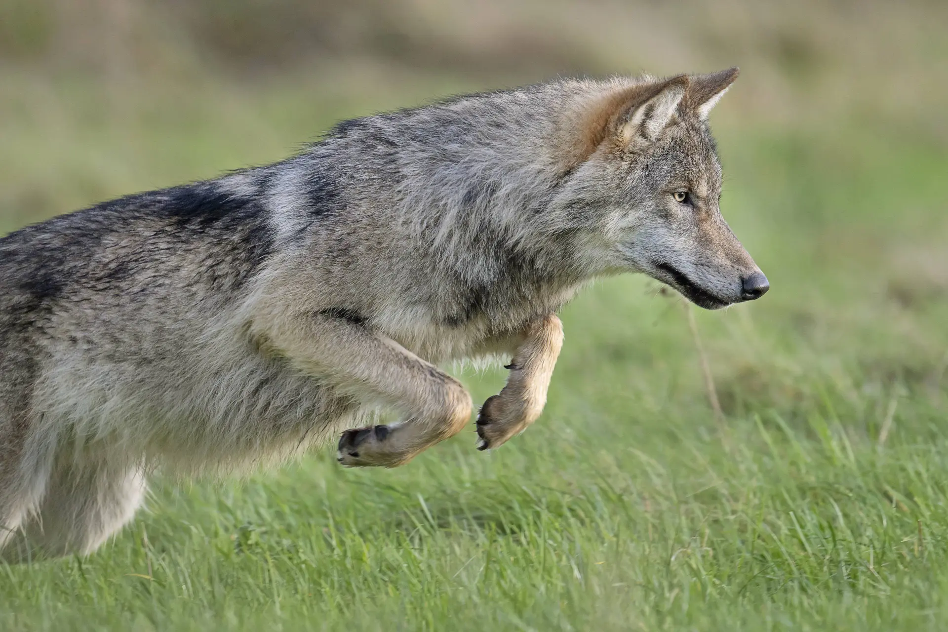 Wolf aangereden op A28: weg richting Assen dicht