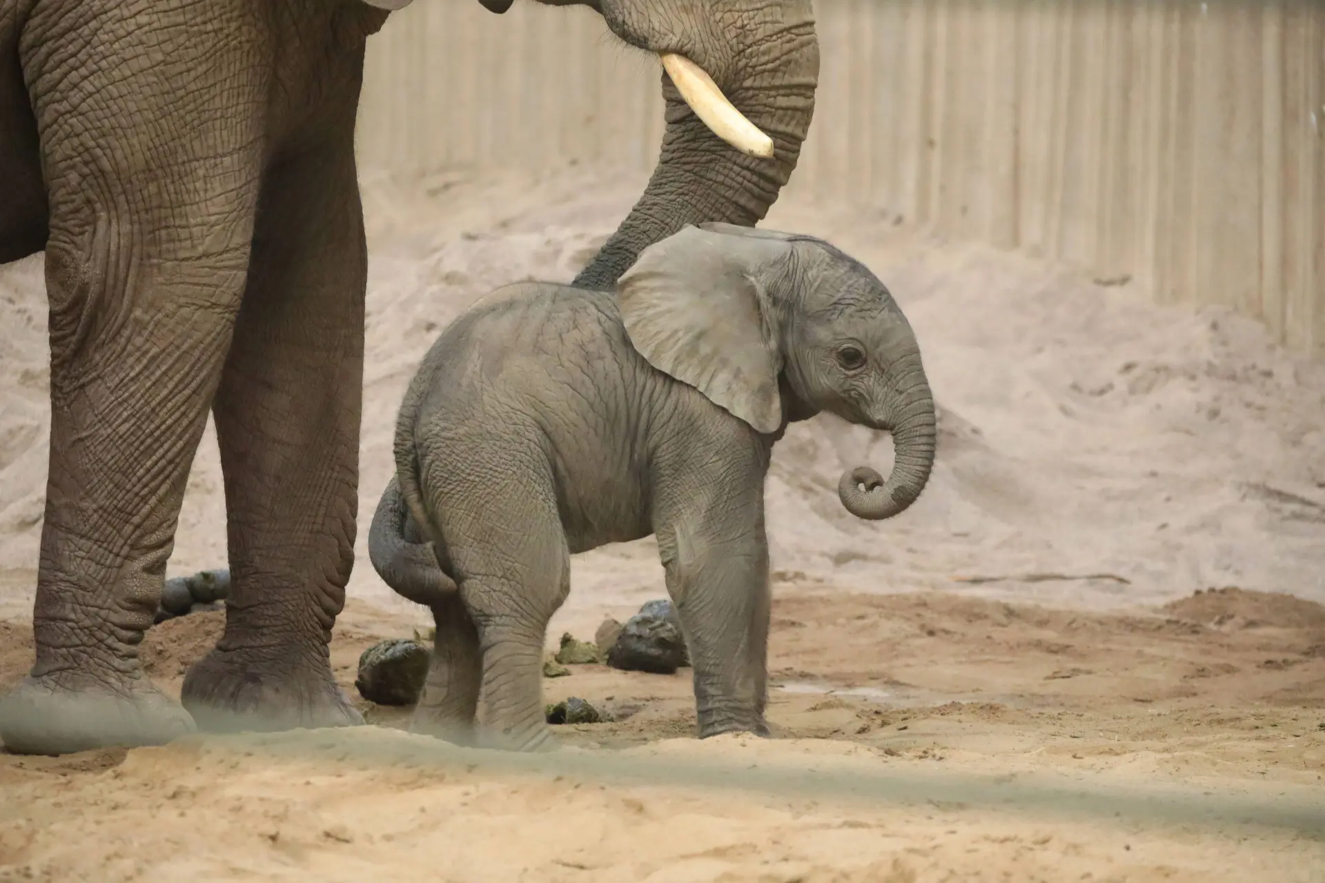Dit is het schattigste wat je gaat zien vandaag: baby-olifantje Jet maakt zijn opwachting in Amerikaanse dierentuin