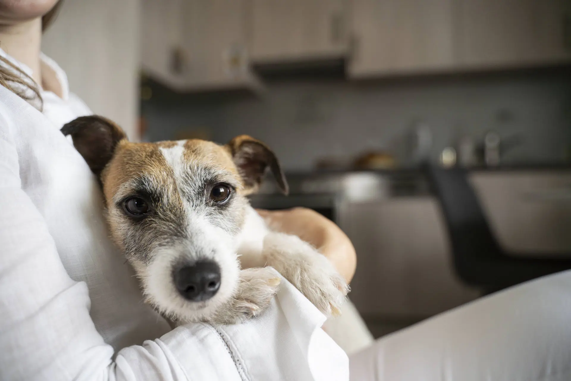 7 dingen die je bij je hond doet, waar hij waarschijnlijk een hekel aan heeft