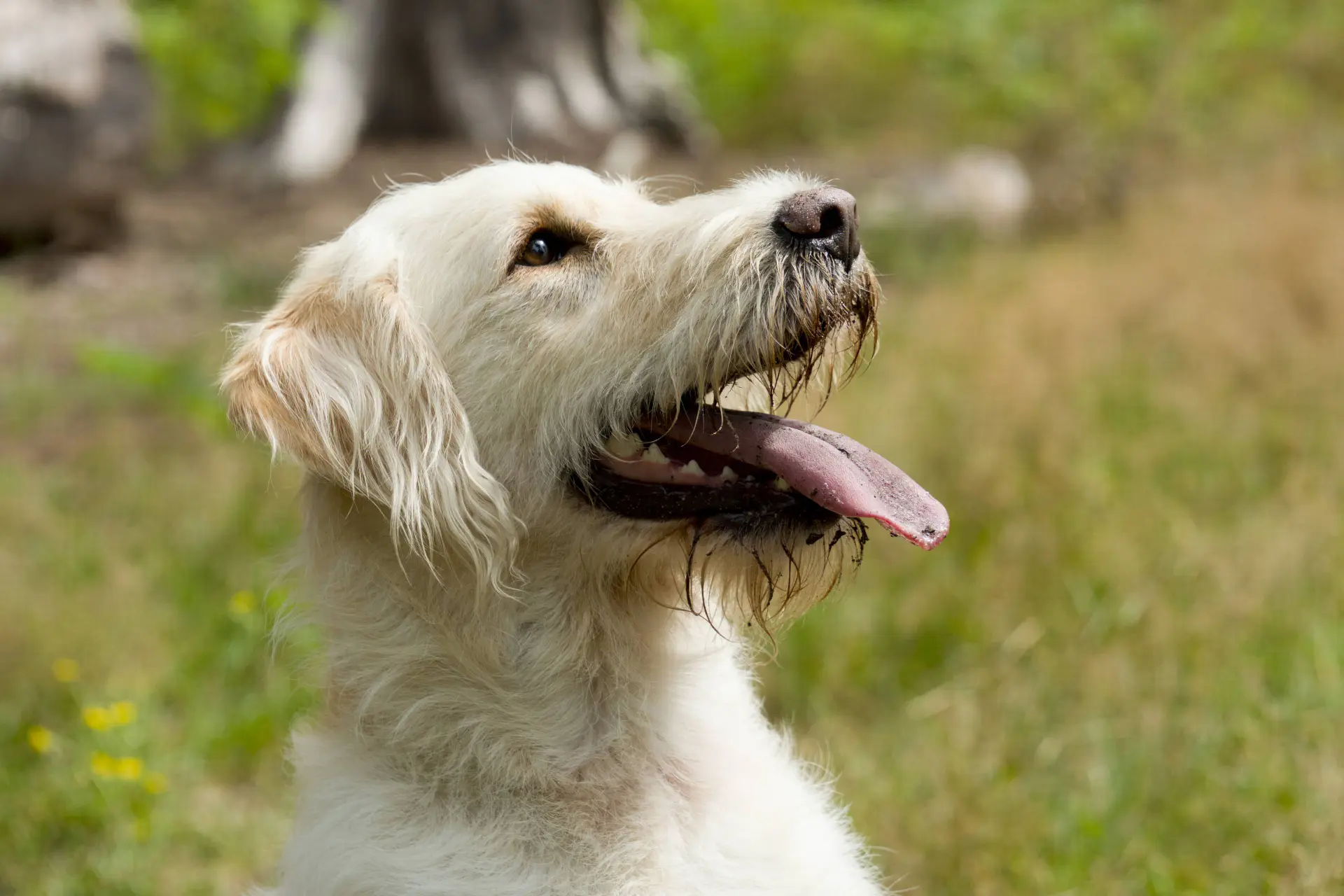 Uniek onderzoek toont aan: honden kunnen echt tellen