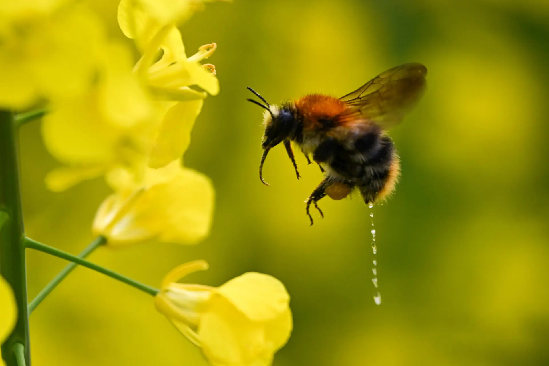 Insecten zijn van levensbelang: waarom we deze kleine beestjes moeten koesteren