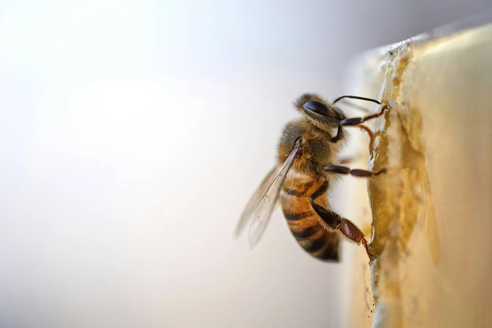 Deze milieuvriendelijke gewoonte kan dodelijk zijn voor bijen