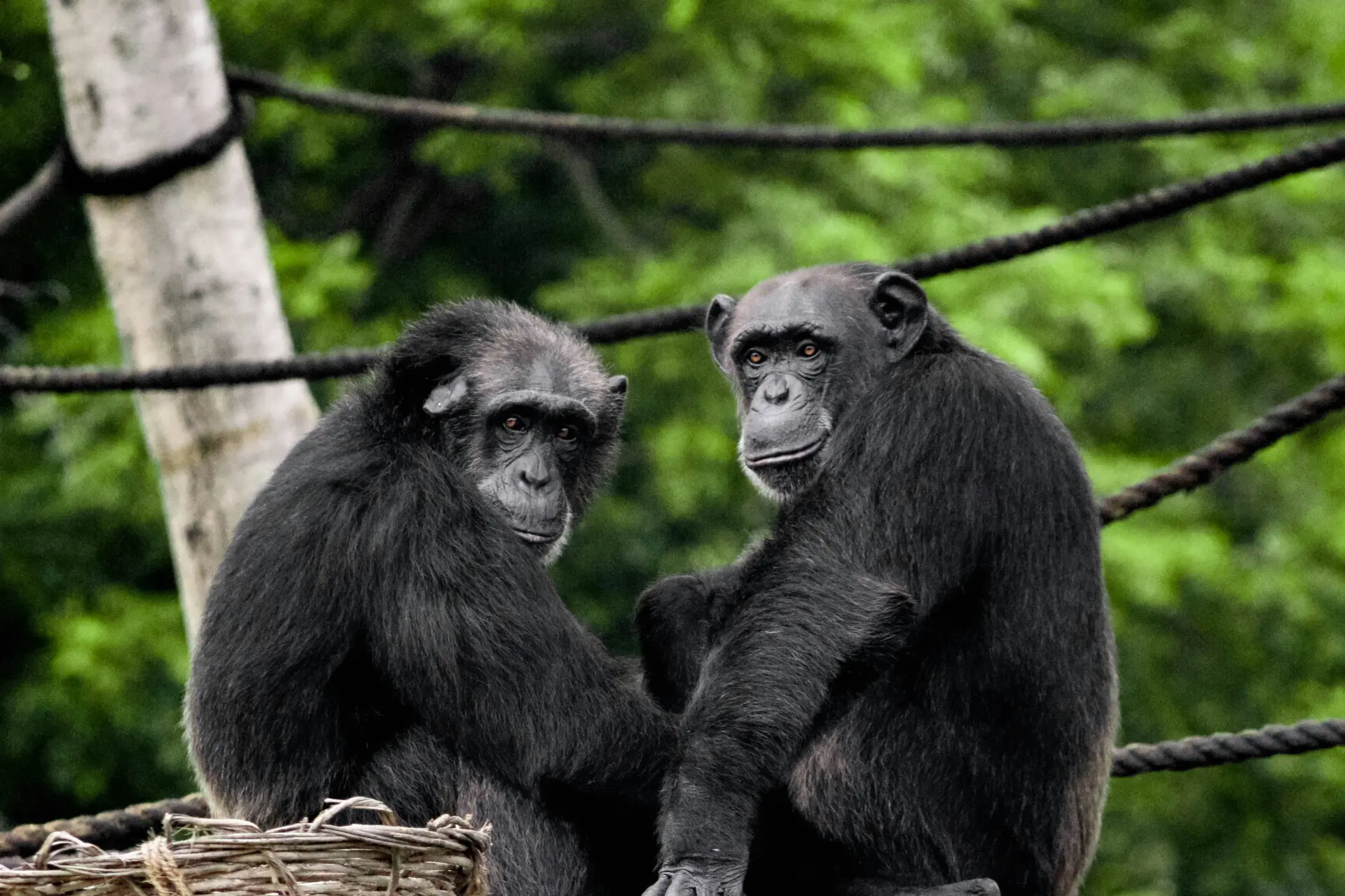 Chimpansees blijken ook niet vies van een borrel