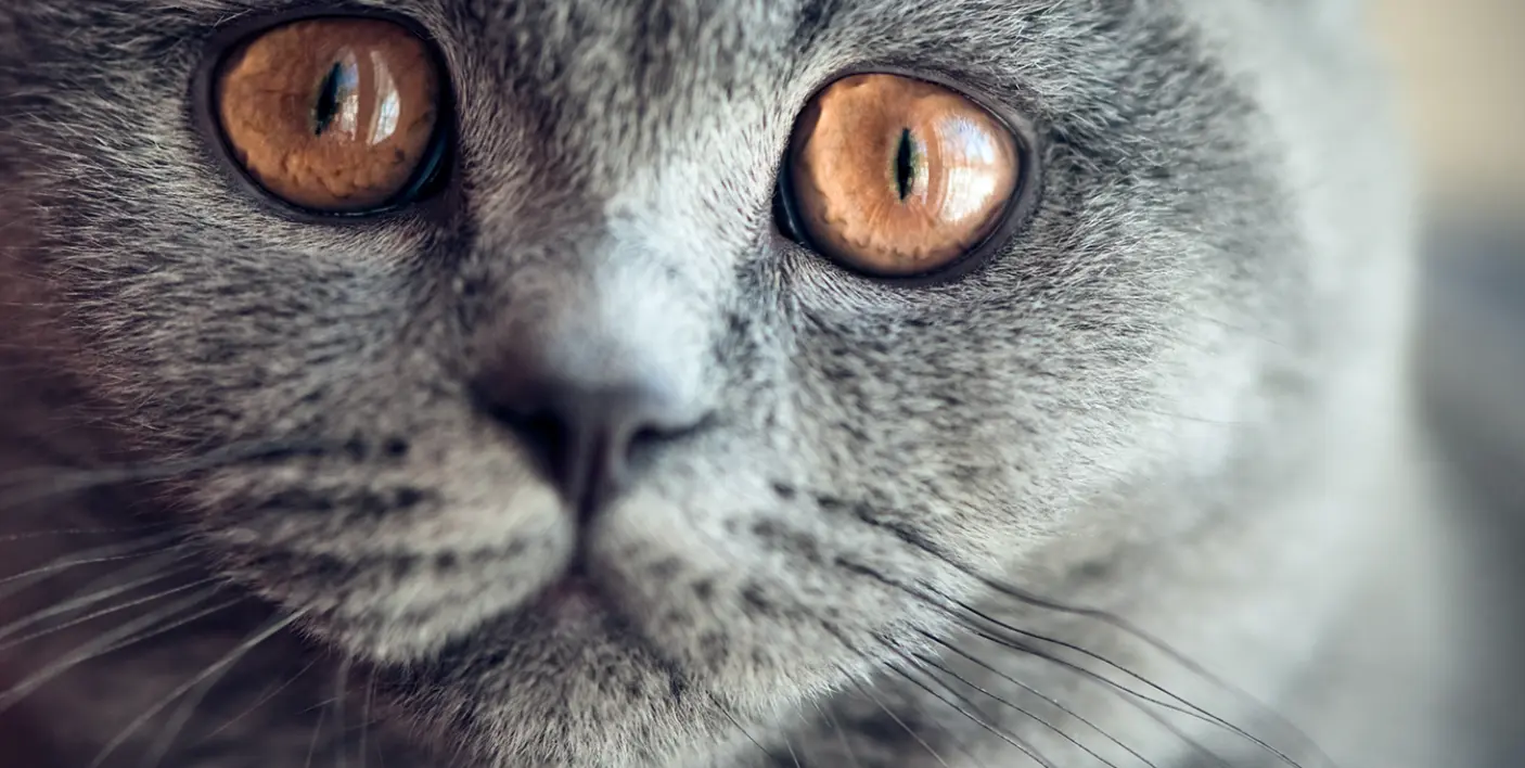 Voelen katten verdriet?