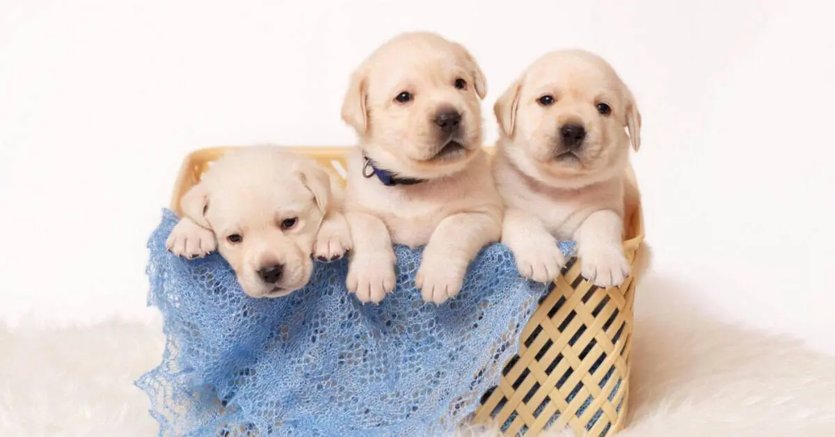 Alles wat je moet weten over puppy’s