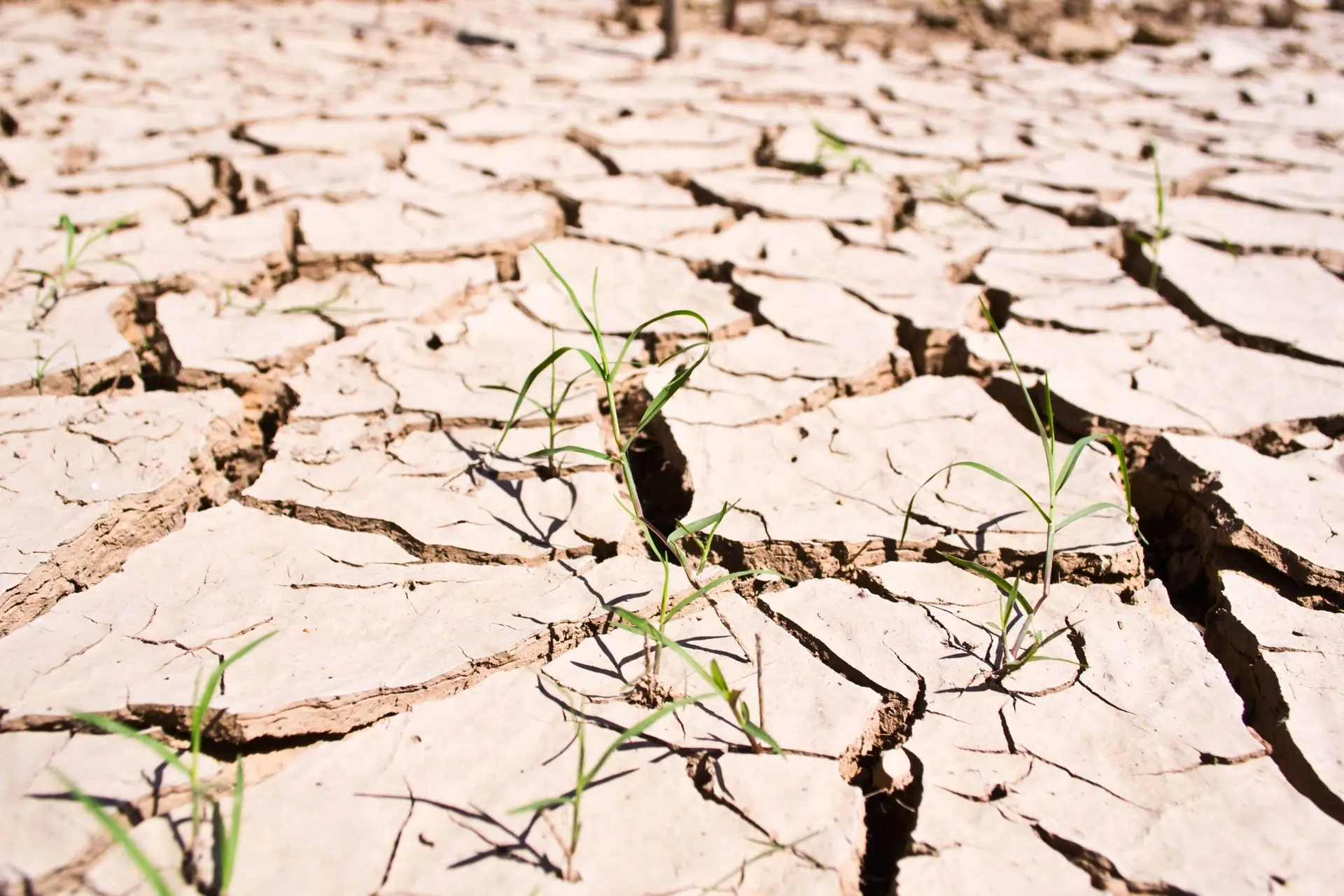 Water Besparen Tijdens Droogte: Wat Kun Jij Doen? (2 tips: geen vlees eten, douche een minuut korter)