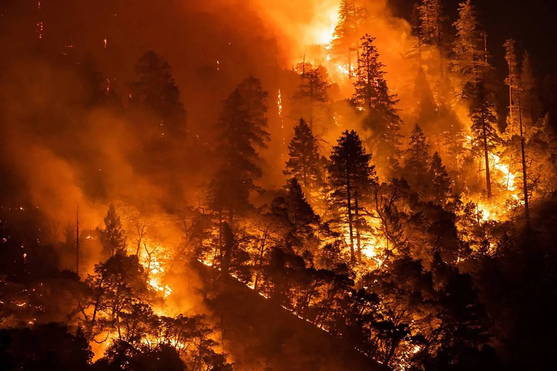 De natuur neemt steeds minder CO2 op, waardoor er meer dan ooit in de lucht belandt: een zorgwekkende feedbackloop