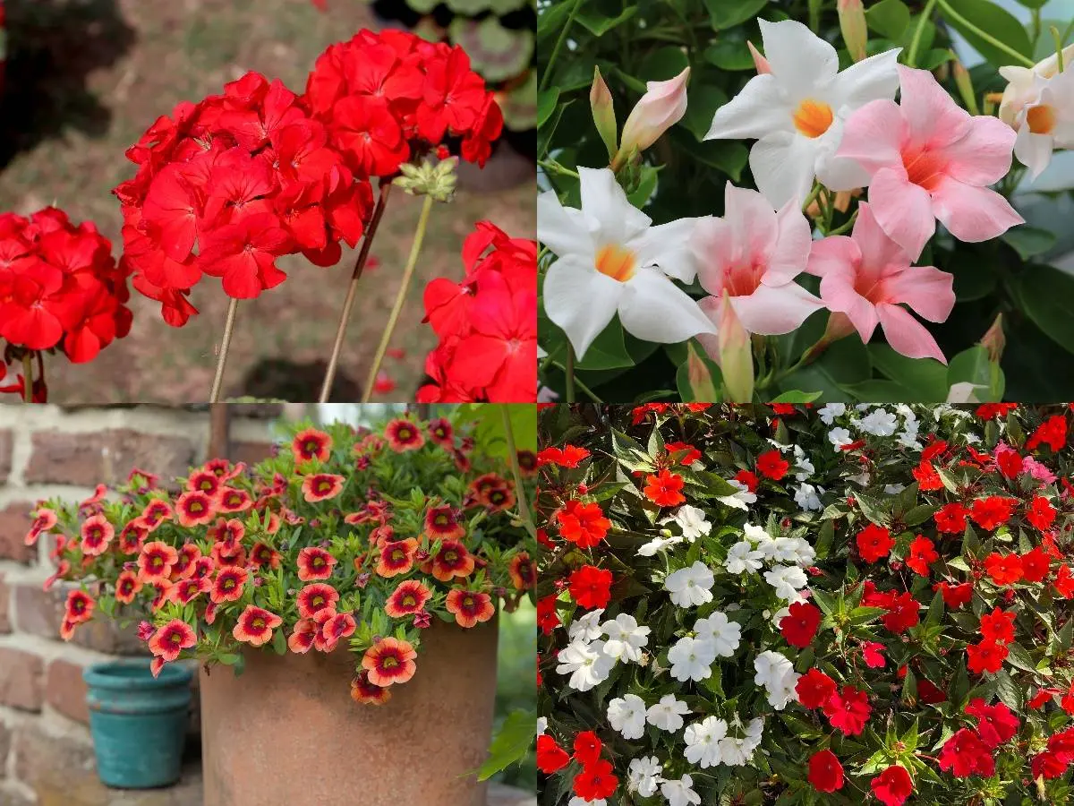 Hou eens op mijn die eeuwige geraniums. Er zijn andere leuke planten