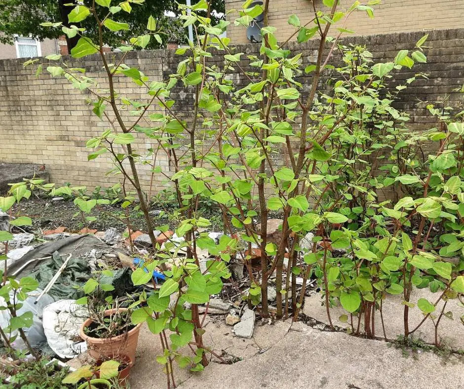 Biologisch Onkruid Bestrijden: Milieuvriendelijke Methoden voor een Gezonde Tuin