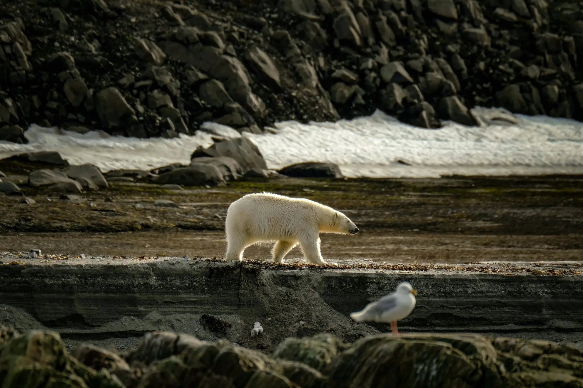 Onderzoekers luiden de alarmbel: klimaatverandering bedreigt veel meer diersoorten dan we dachten