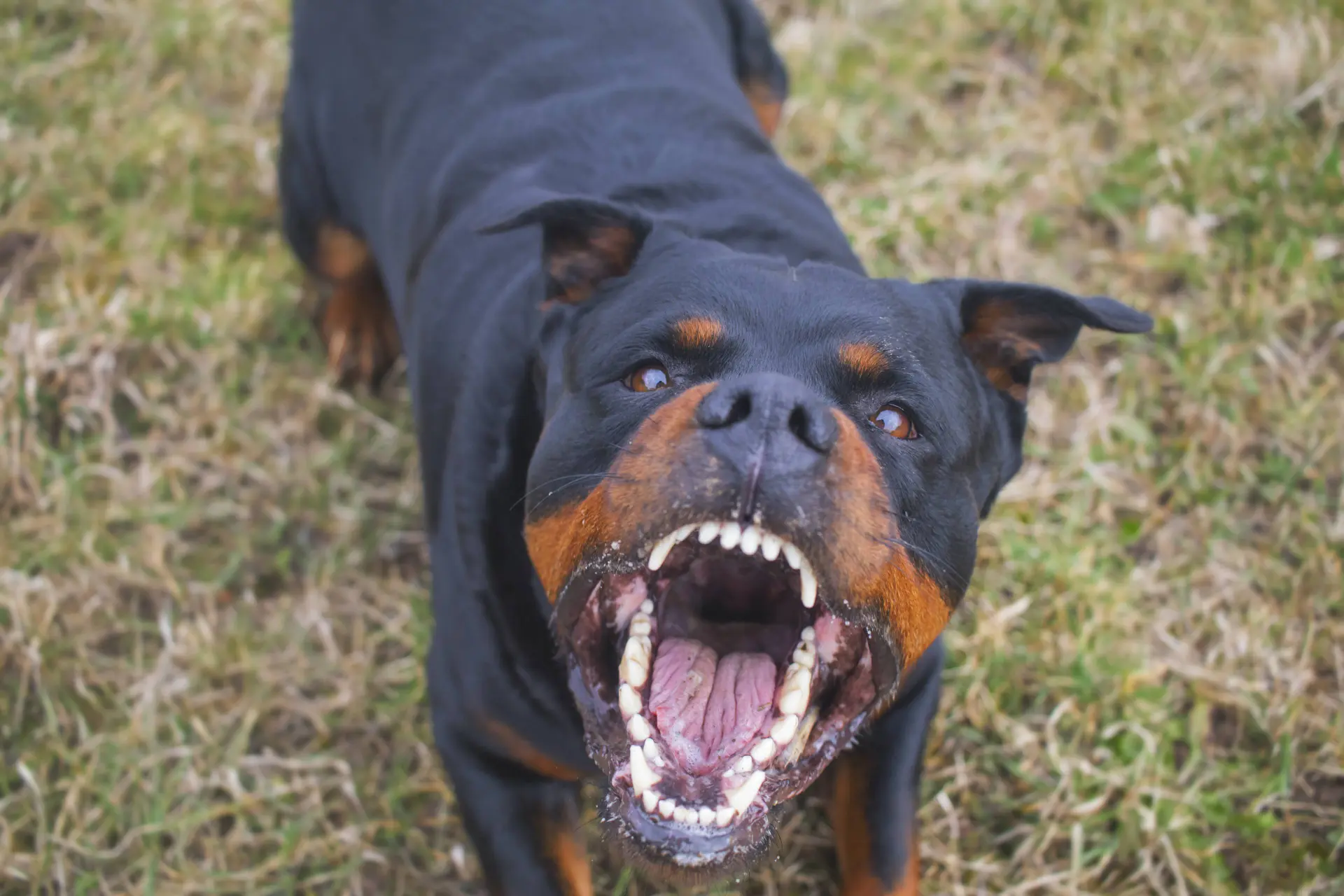 Honden bijten voortdurend mensen en schapen bij duizenden, maar ze worden nooit afgeschoten