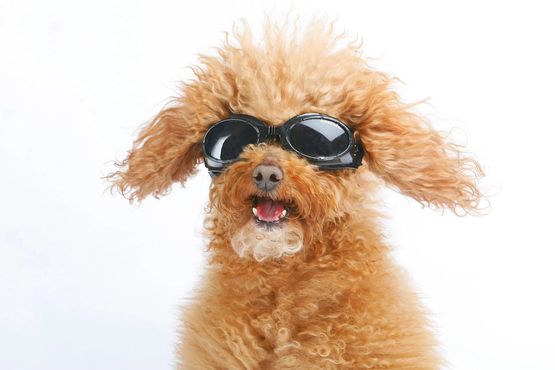 Nieuwe trend: is het echt nodig om je hond een zonnebril op te zetten?