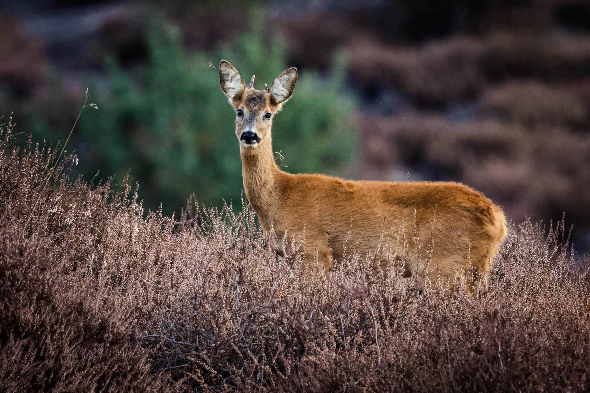 Waarom je op de Veluwe nu veel minder herten ziet dan vroeger