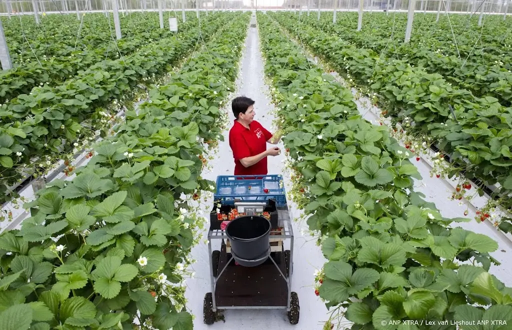 Tuinbouw vreest minder te kunnen telen door afname pesticiden
