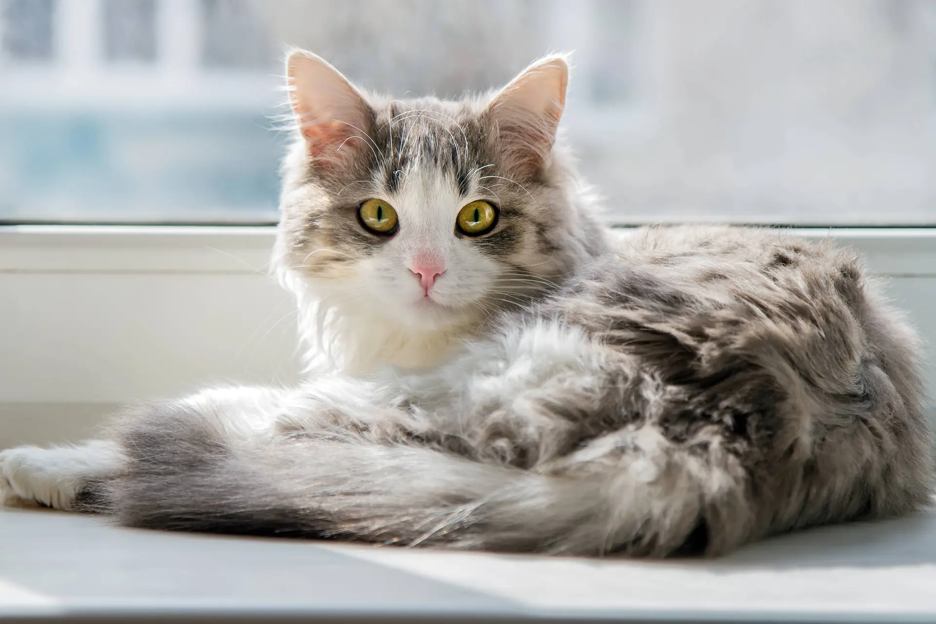 Zes redenen waarom het zo gezond is om een kat te hebben