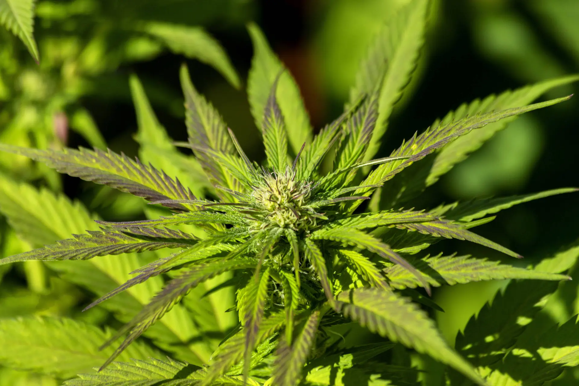 Bizar: dagelijks cannabis op middelbare leeftijd kan geheugen verbeteren