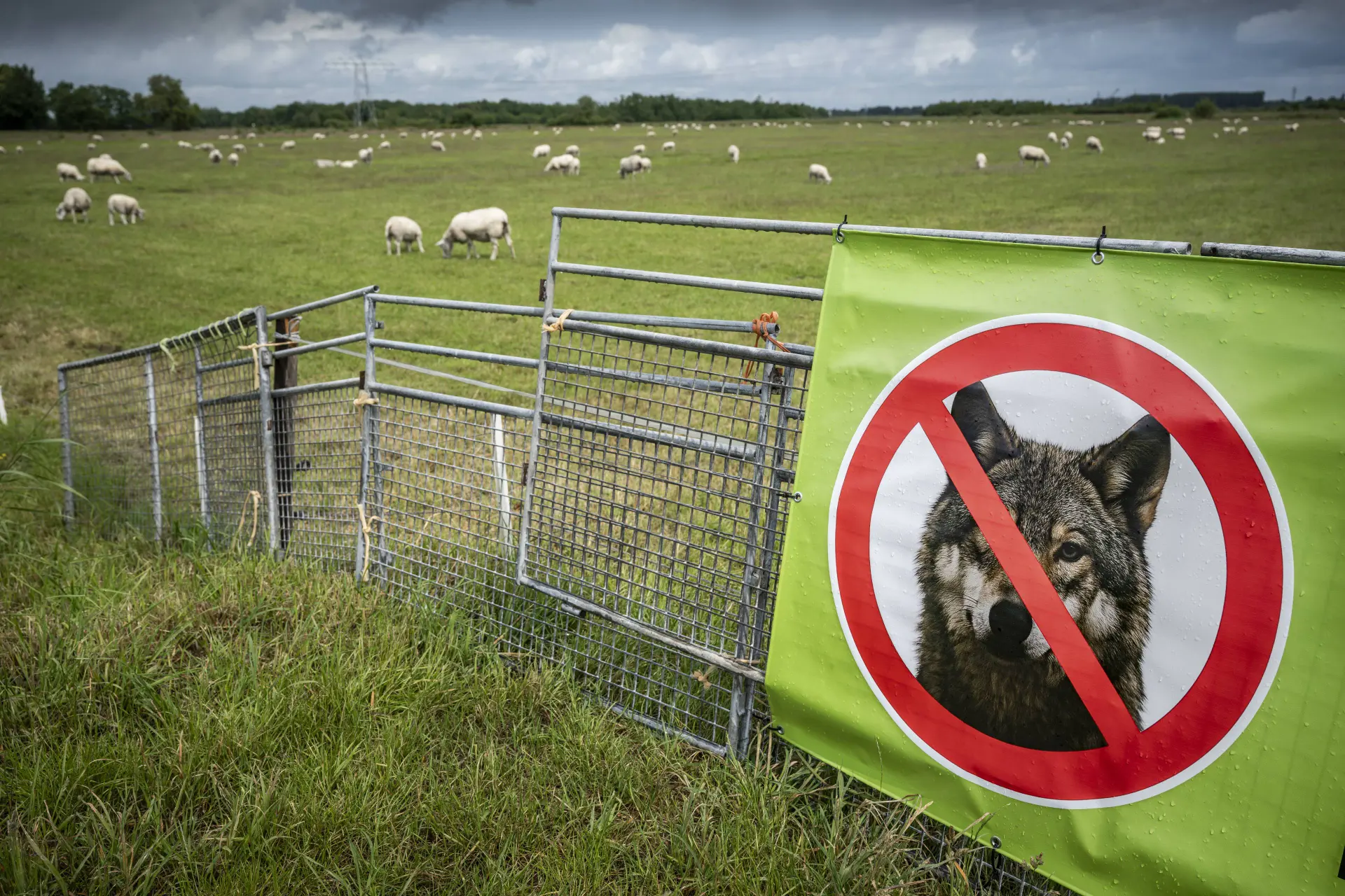 Nog een bijtincident in de Utrechtse bossen; heeft wolf Bram weer toegehapt?