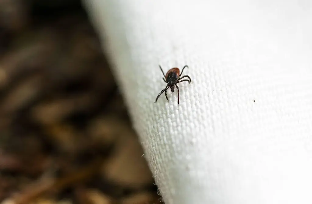 Teken waren in juni extreem actief, en dit is waarom