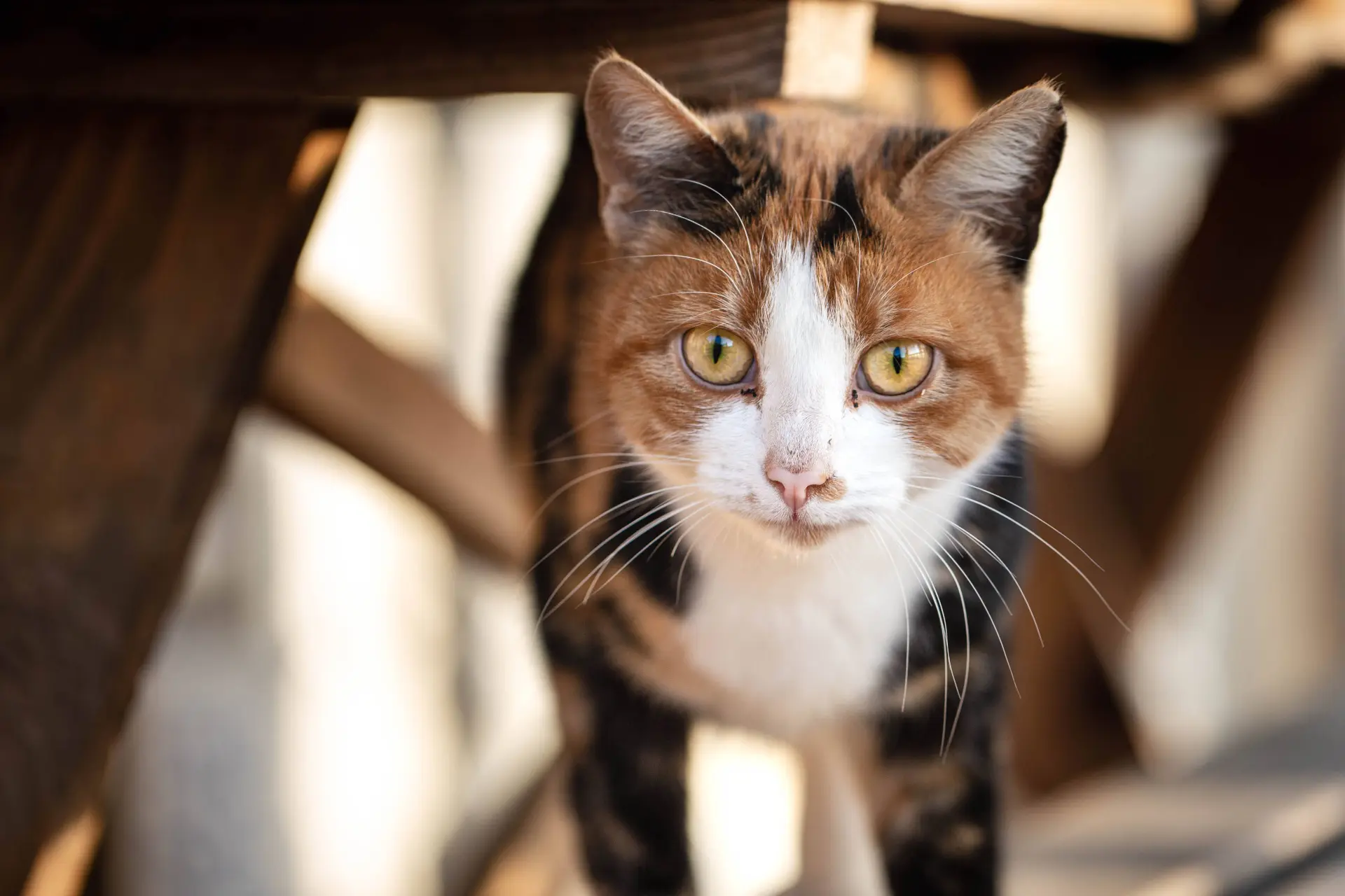 Het allerlaatste wat je kat wil is naar een Kattenhotel