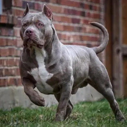 Twee American Bully’s XL doden man in Rotterdam."Hij was een lieve vader"