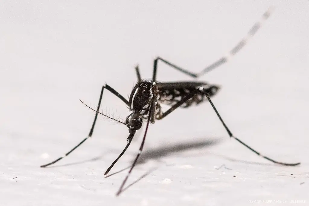 Westnijl- en chikungunya-virus: Europese gezondheidsdienst waarschuwt voor ziekmakende muggen