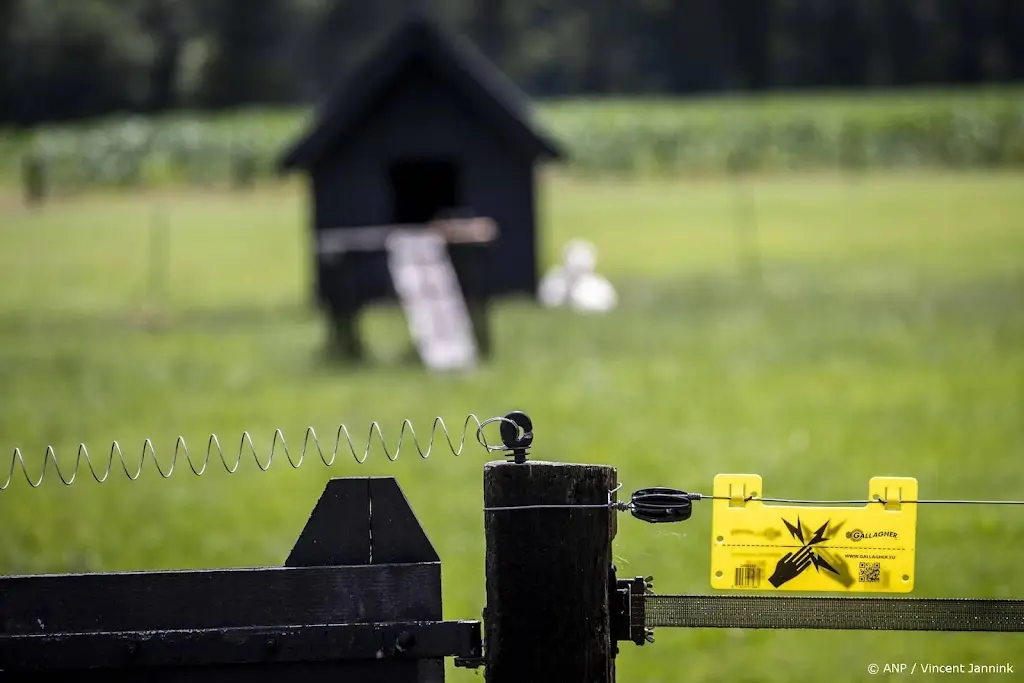 Wolf springt over wolfwerend raster in Gelderland