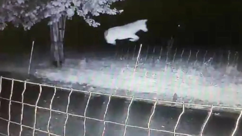 Acrobatische wolf drijft boer tot wanhoop: 'Slim dier'
