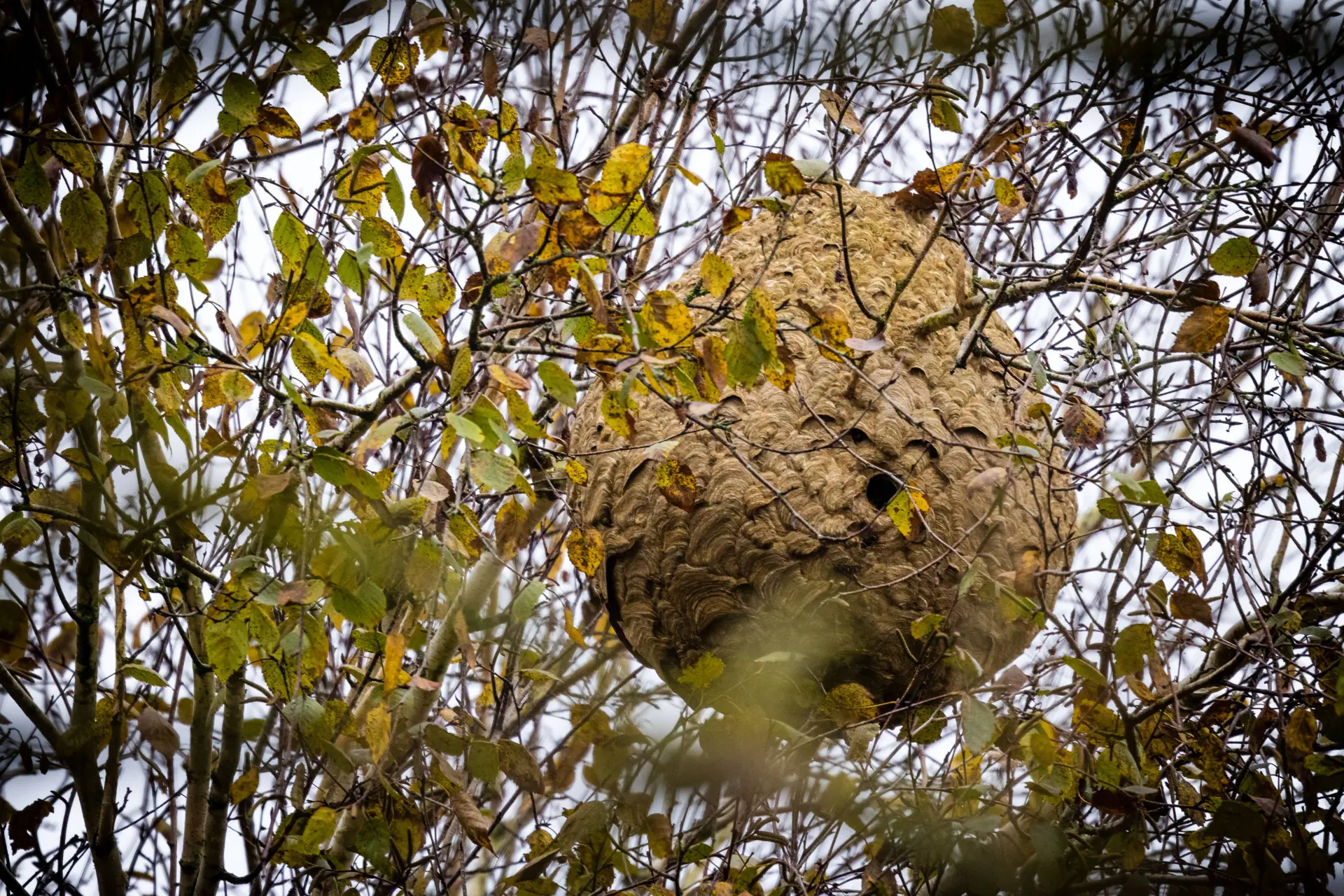 We hebben de strijd met de Aziatische hoornaar verloren