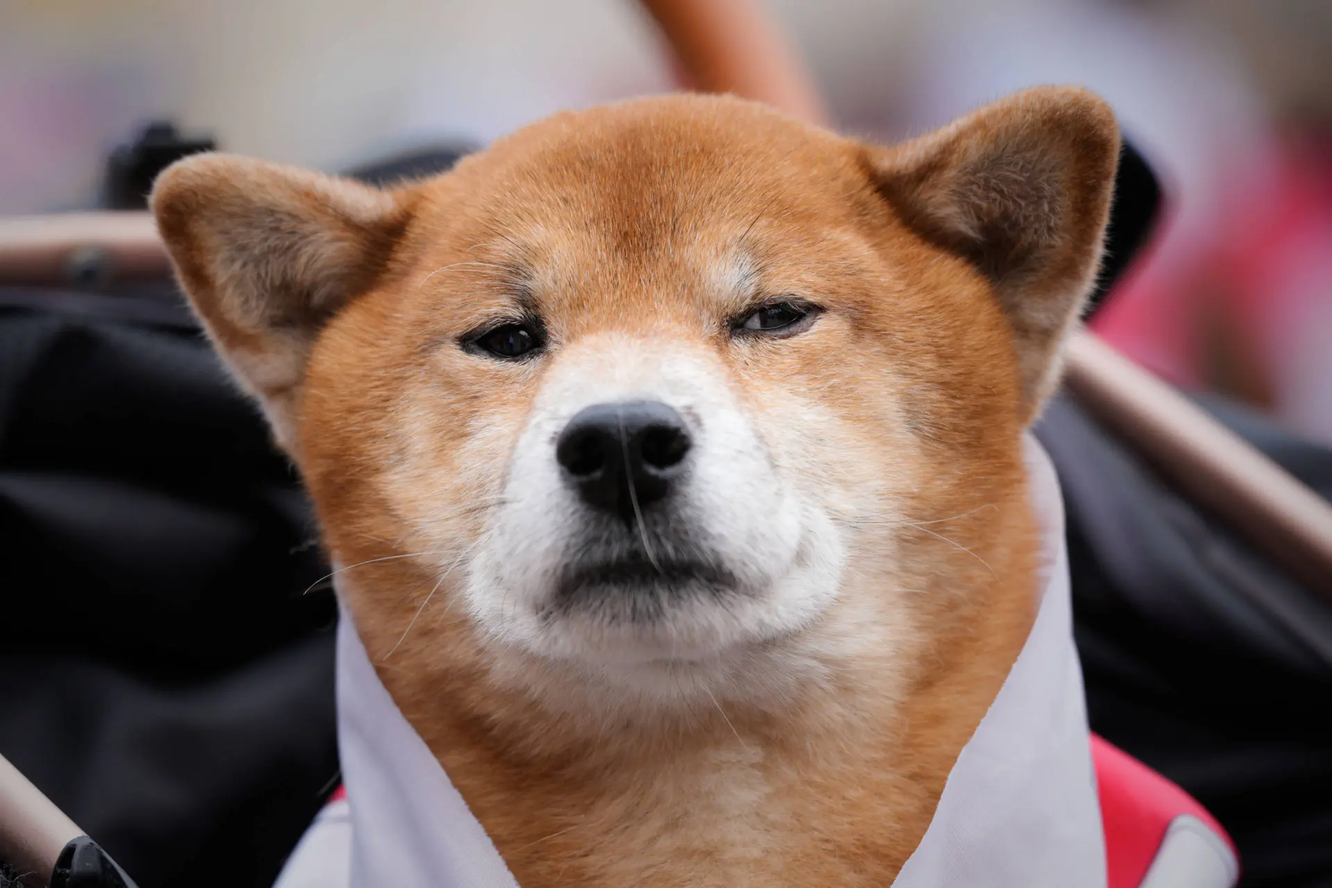 Dit is hoe oud je hond écht is in mensenjaren; het is niet leeftijd keer 7