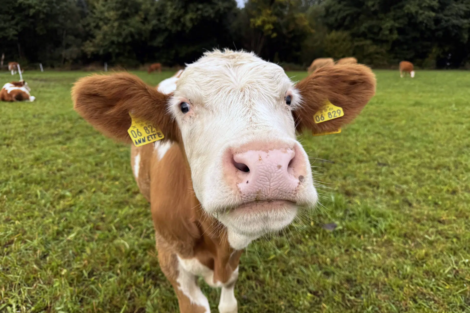Koe Laura maandenlang verkracht door A. (60) op Enschedese kinderboerderij, rechter geeft één maand cel